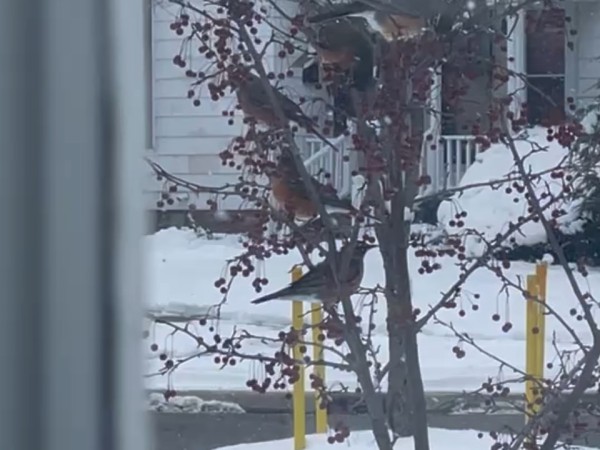 robins seen through window on crabapple tree on snowy day