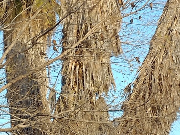 Robins flocking in tree