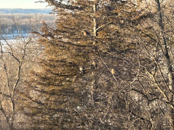 Robins flying back and forth, feeding on few remaining berries, near wooded area by Minnesota River.