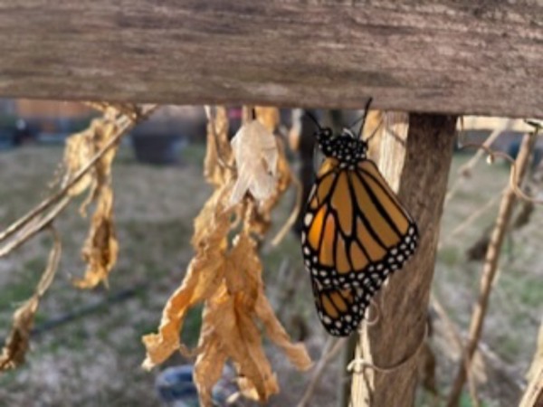 monarch newly eclosed hanging from a branch