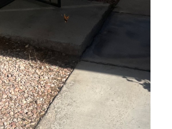 a monarch flying in the shade