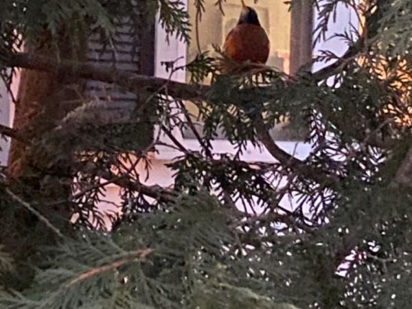robin in arborvitae at twilight