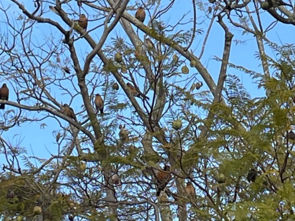 Robins in tree