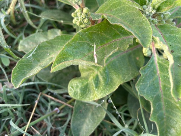 milkweed sprouting