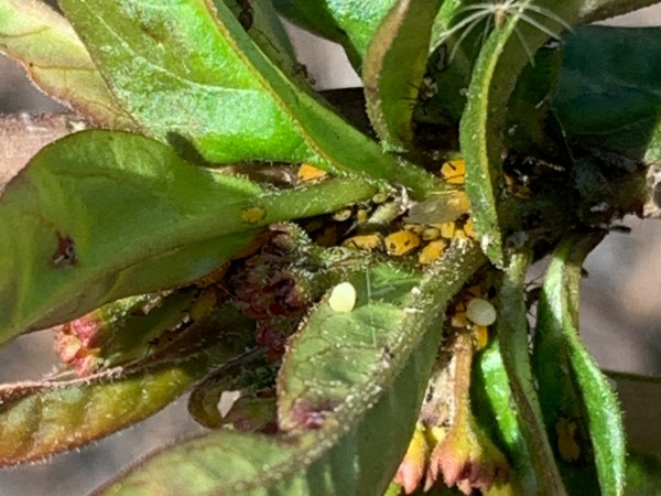 monarch eggs on milkweed