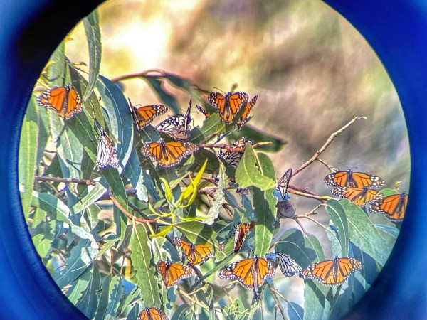 monarch through bionoculars 