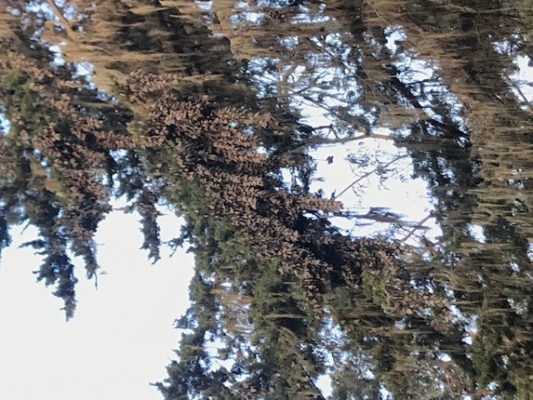 monarchs roosting 