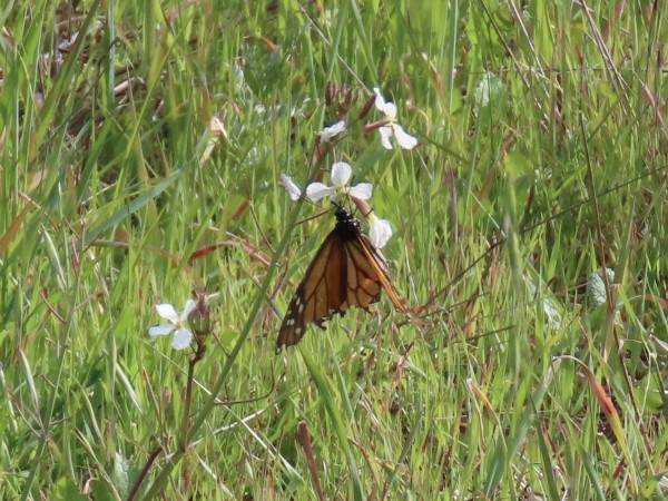 monarch nectaring 