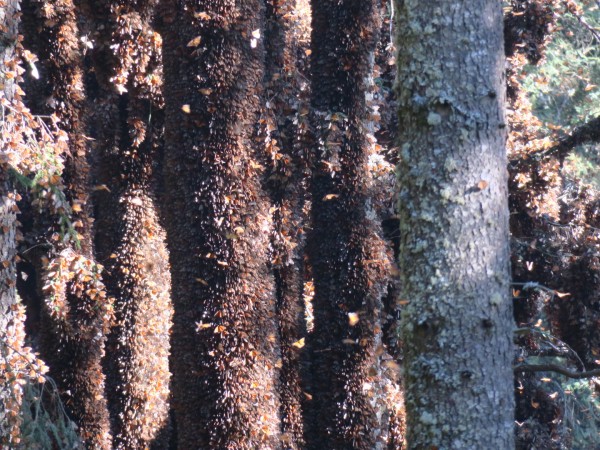 monarchs at El Rosario Sanctuary