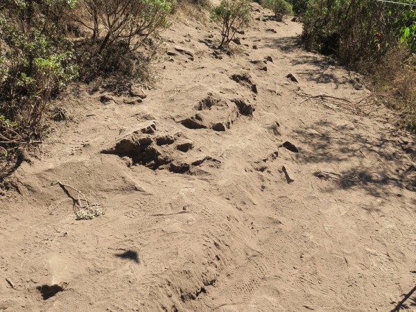 monarchs in dry stream bed at Monarch Butterfly Biosphere Reserve