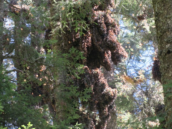monarch cluster at El Rosario Sanctuary