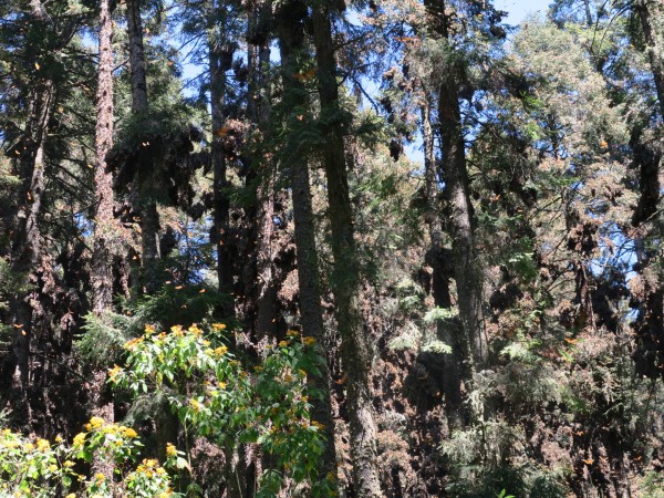 monarch cluster at El Rosario Sanctuary