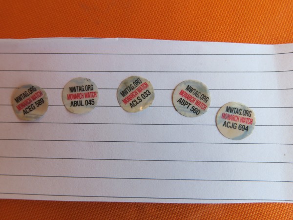 paper with 5 monarch watch tags found at the sanctuary