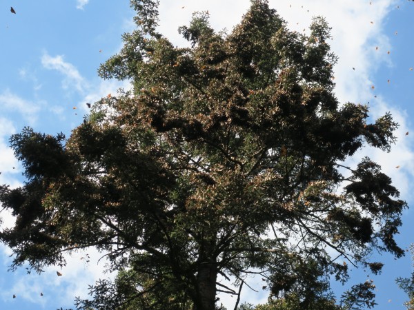 Monarchs flying high around the tree canopy