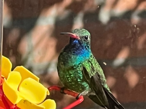 broadbilled hummingbird at bird feeder 