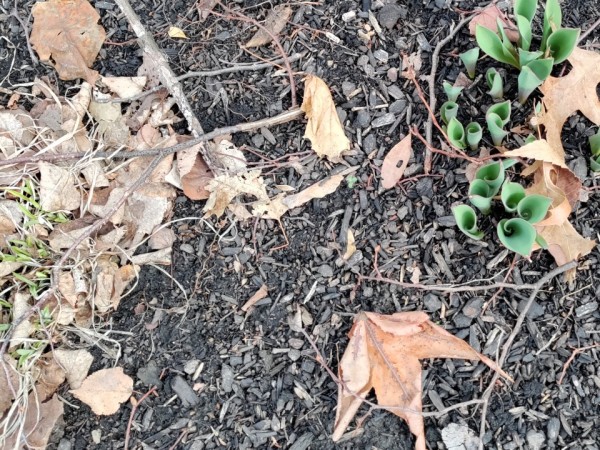 Tulip green emergence from soil