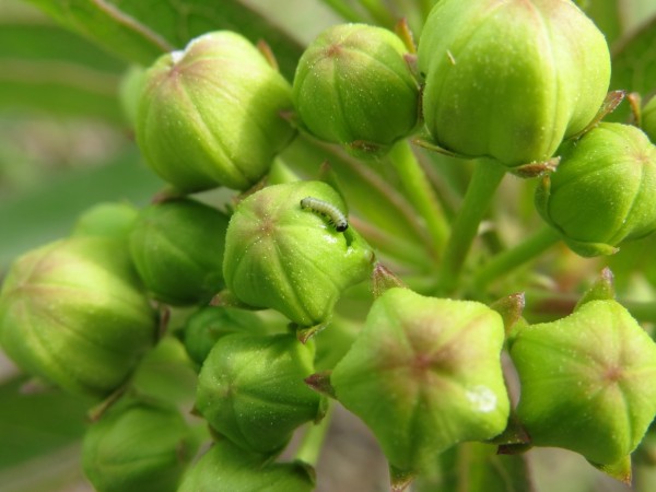 moanrch larvae on milkweed buds