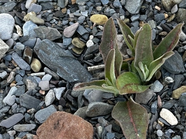 Just Developing Leaves