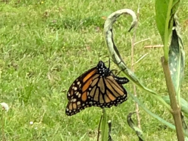 monarch