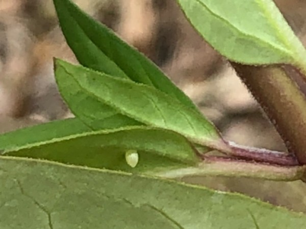 monarch egg