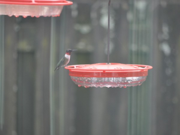 Ruby throated hummingbird
