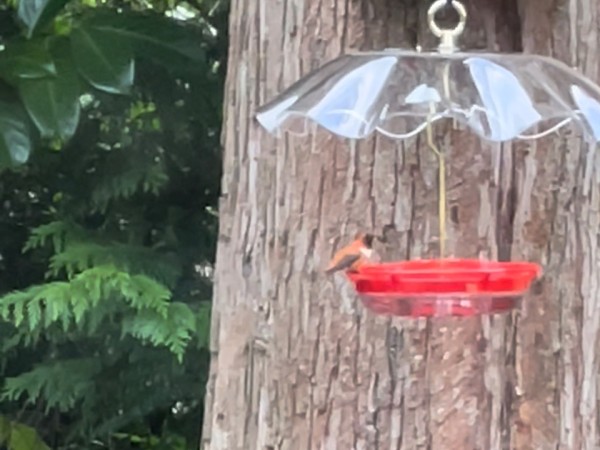 Rufous hummingbird at a bird feeder 