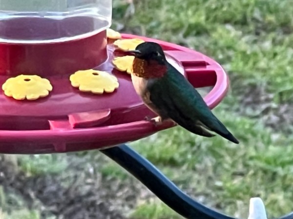 Ruby throated hummingbird