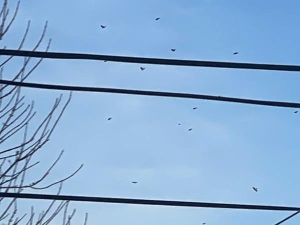 Robins flocking overhead wires