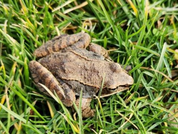 Toad in grass