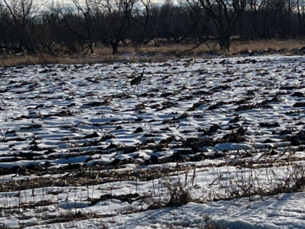 Sandhill crane couple in snow-covered field