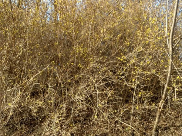 Forsythia bush in bloom