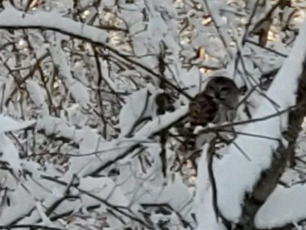 Northern Barred Owl in a snowy tree