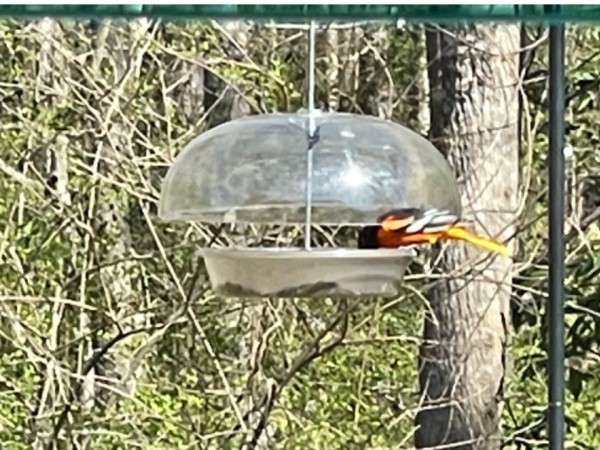 Baltimore Oriole perched at feeder