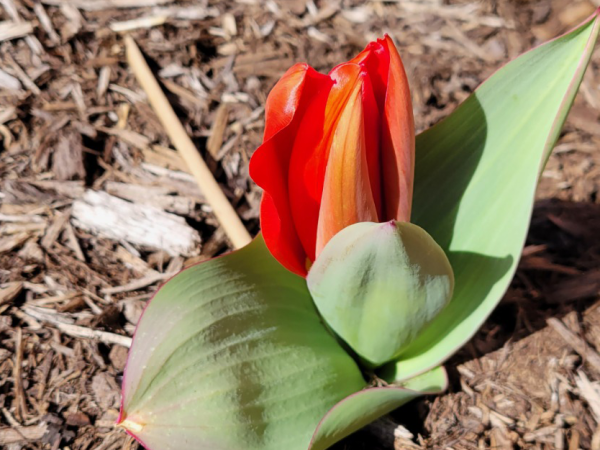 Red tulips blooming from ground