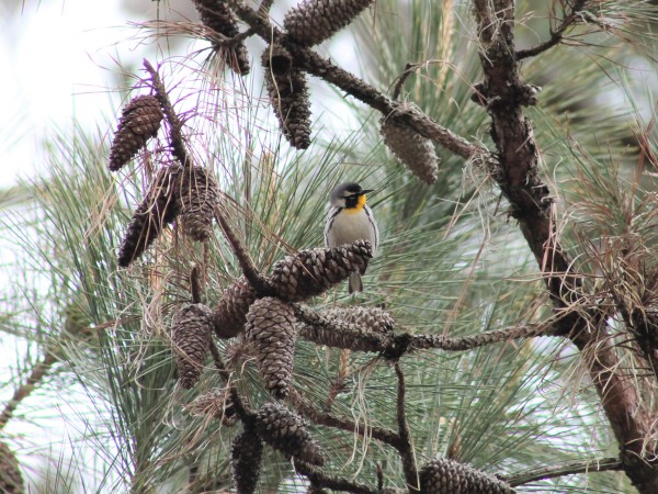 bird in pine tree