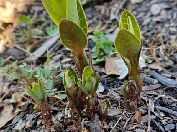 milkweed sprouting