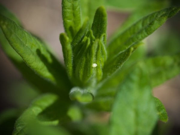 milkweed and monarch egg