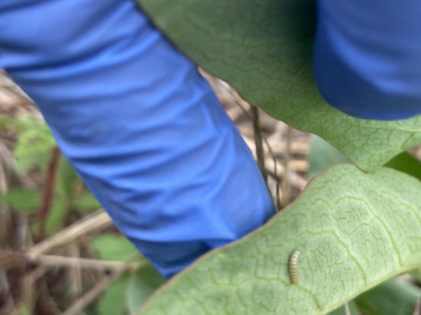 monarch eggs on milkweed