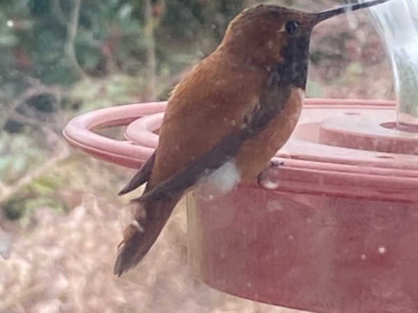 Rufous hummingbird at a bird feeder 