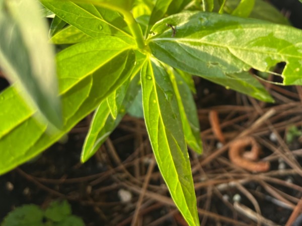 swamp milkweed