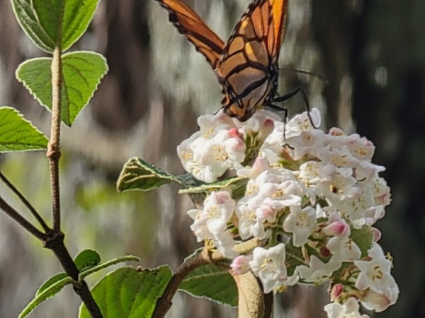 monarch on flower