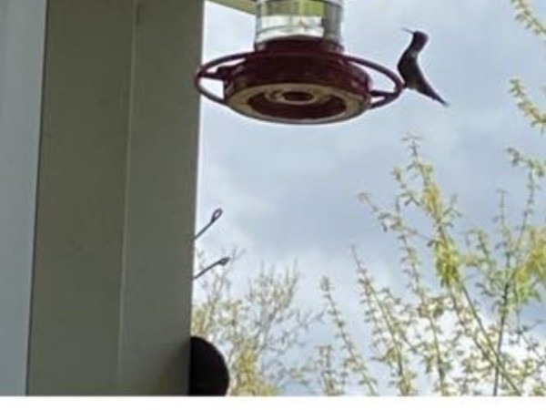 Ruby throated hummingbird at feeder