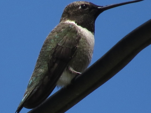 black chinned hummingbird sitting on a branch