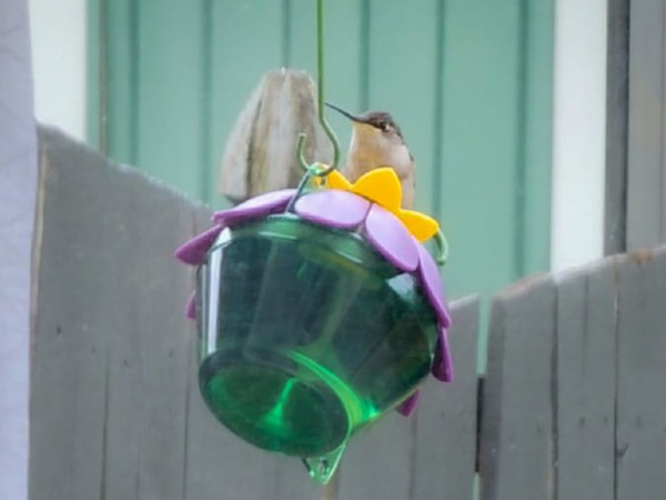 Ruby throated hummingbird