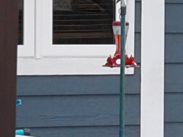 broadbilled hummingbird at bird feeder 