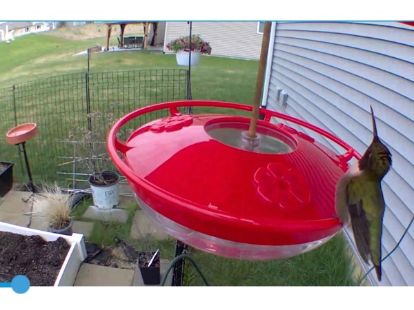 Ruby throated hummingbird