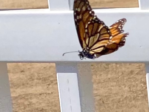 monarch