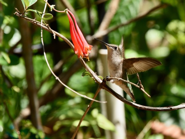 Ruby throated hummingbird