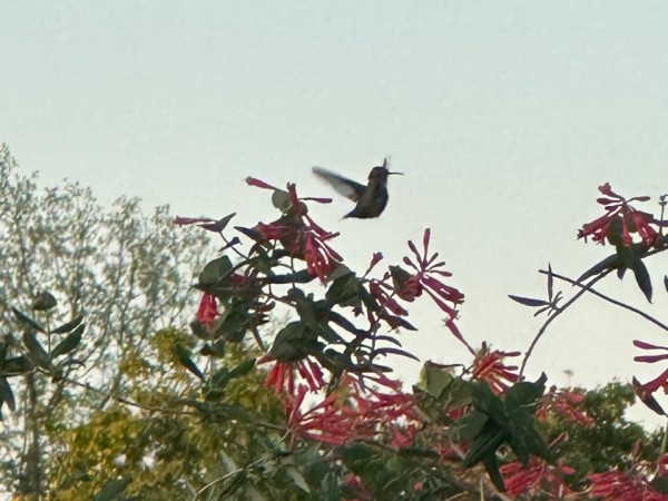 Ruby throated hummingbird