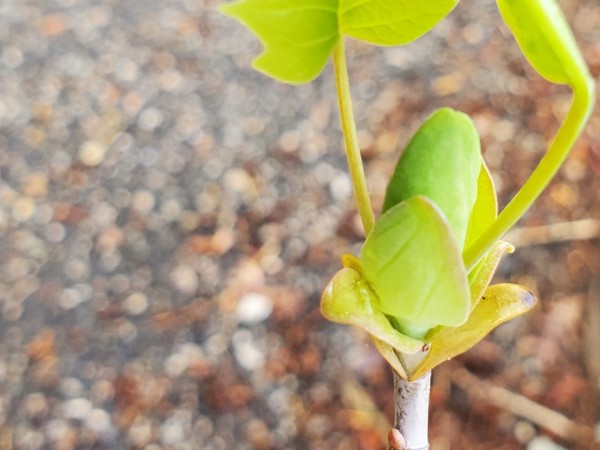 Tulip Poplar leafing out
